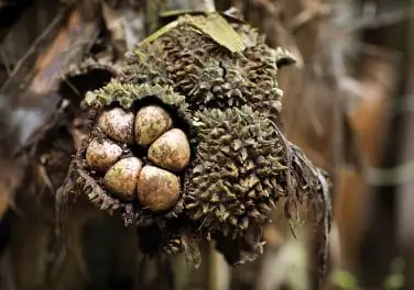A tagua palm fruit split open, showing its pale seeds