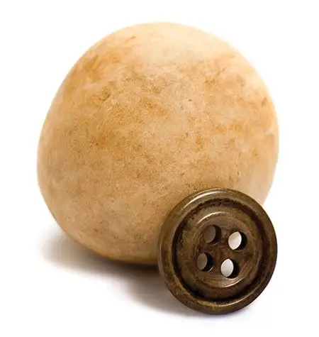 A dark corozo button beside a dried tagua nut