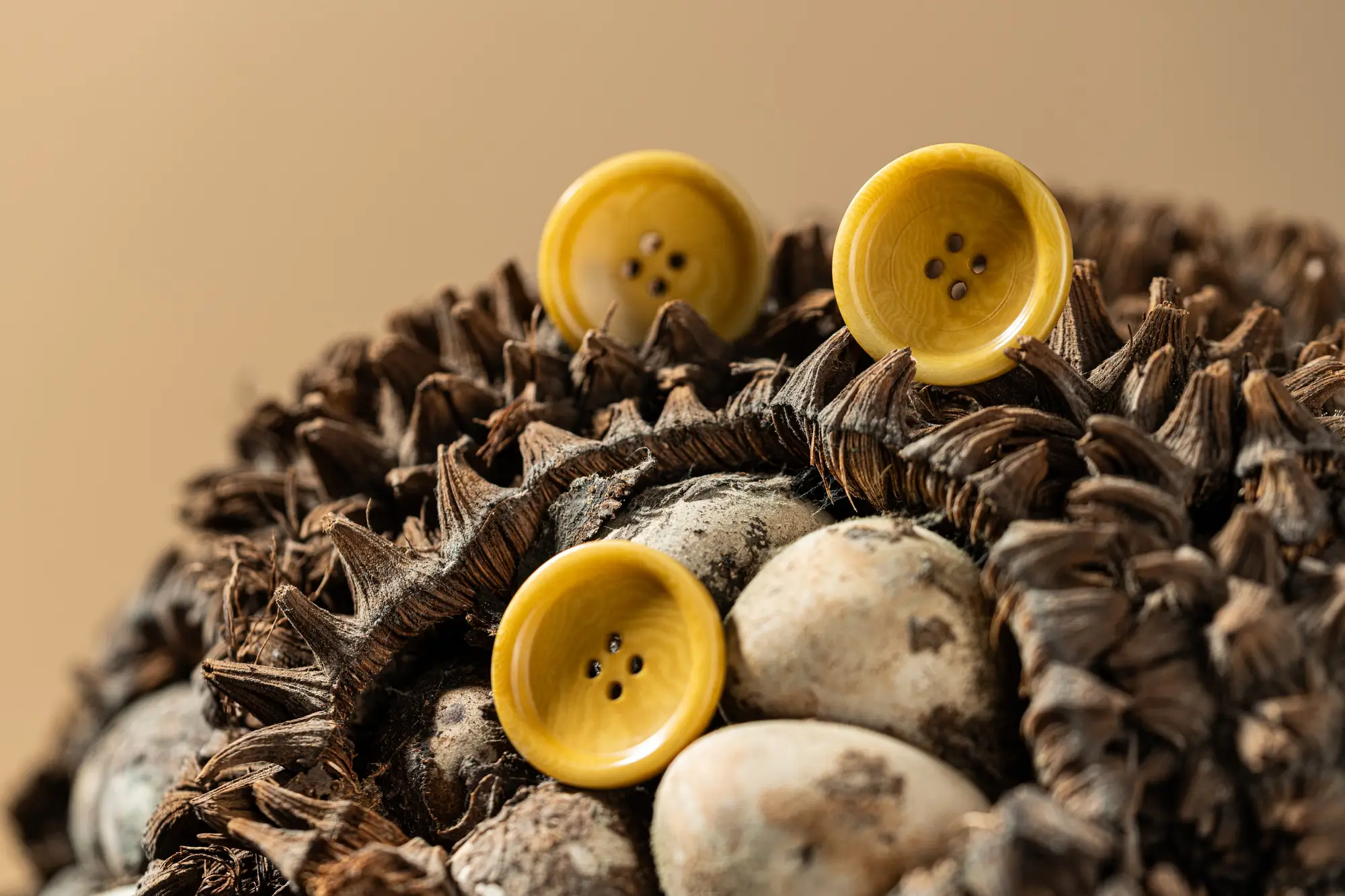 Three yellow corozo buttons resting on a spiky, dried tagua palm fruit with pale seeds