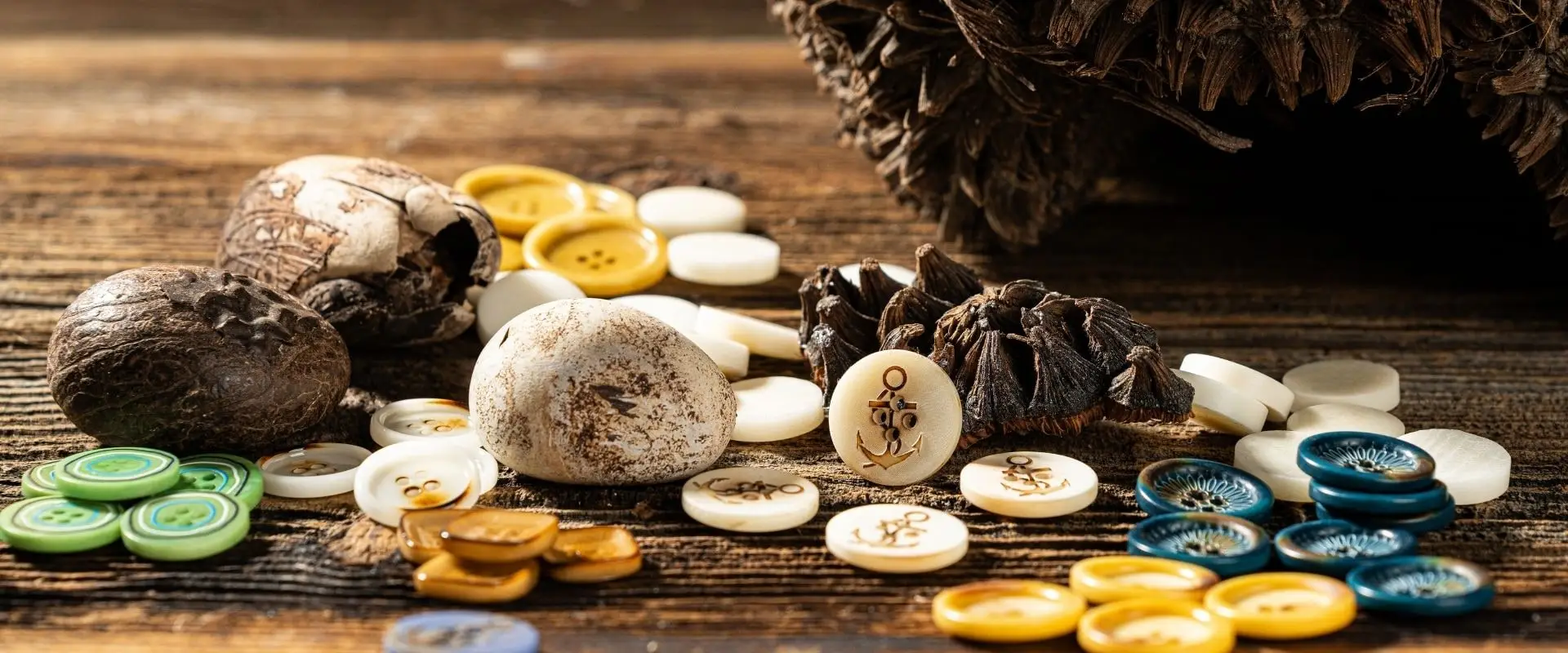 Corozo buttons, product photograph