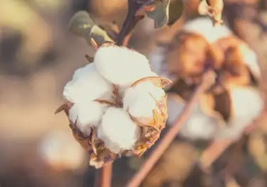Open cotton bolls on the plant