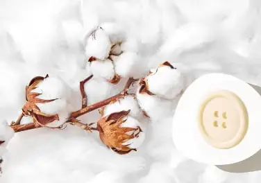 A white cotton button among cotton bolls