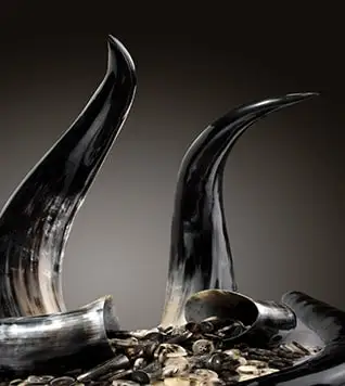 Two polished horns with horn buttons at their base
