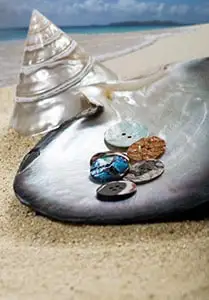 A few shell buttons resting in a large shell on sand
